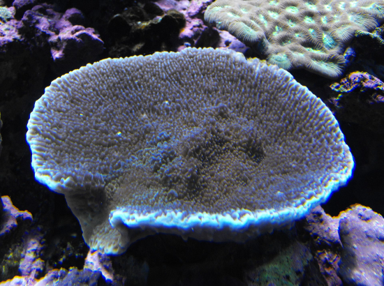  Montipora verrucosa  (Dimpled Encrusting Coral)
